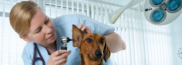 veterinarian-salary-highest-paid-veterinarians-therichest