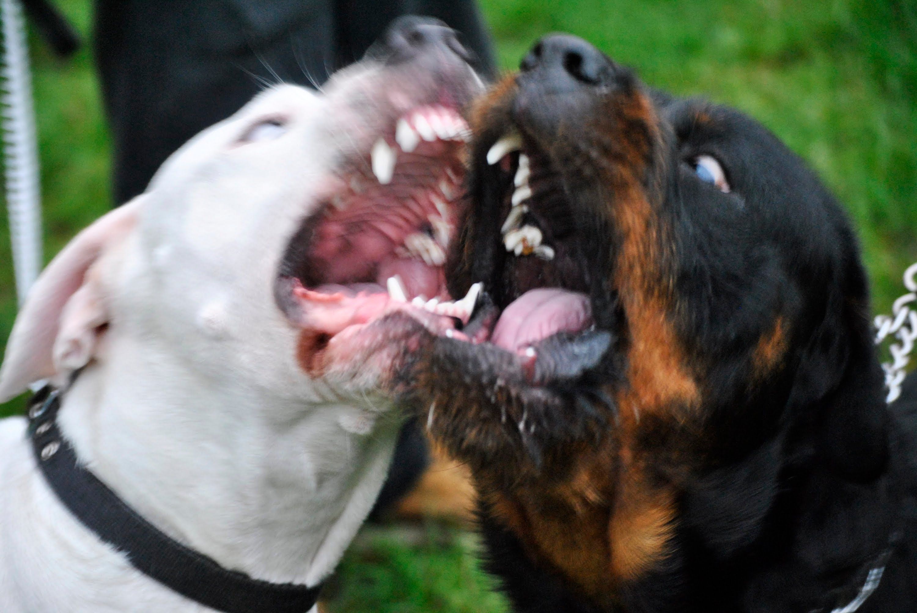 Top 10 Most Deadliest Dog Breeds In The World Must Wa vrogue.co