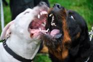 Most Dangerous Dog Breeds List TheRichest