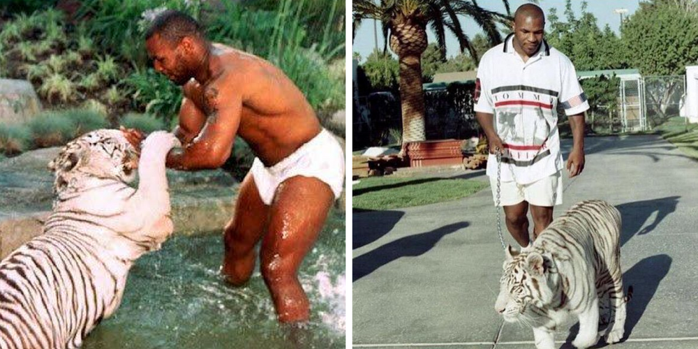 Mike Tyson Spends $220K A Year To Feed His Tigers And 15 Other Celebs