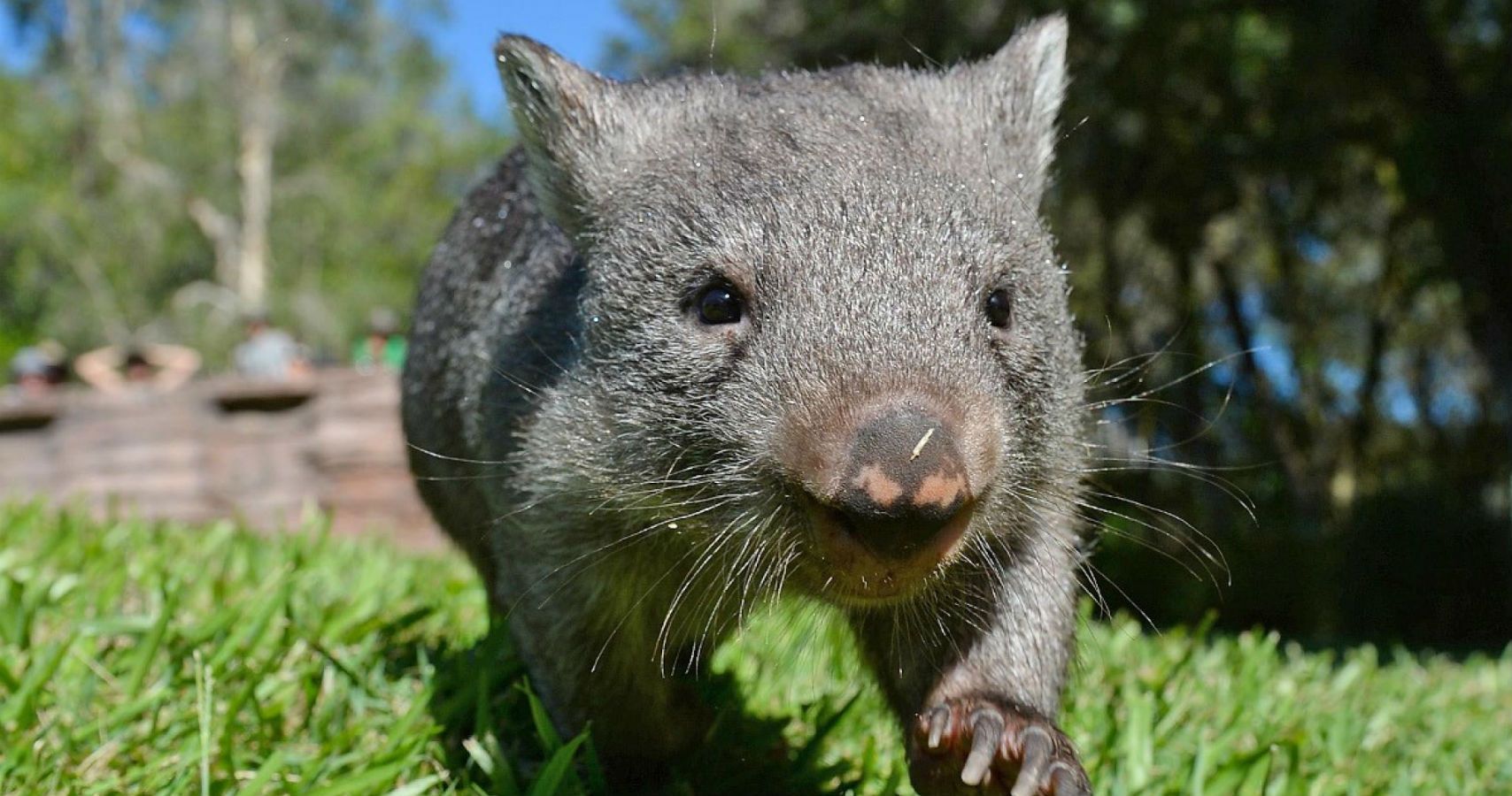 Xonnek Wombat Calvo