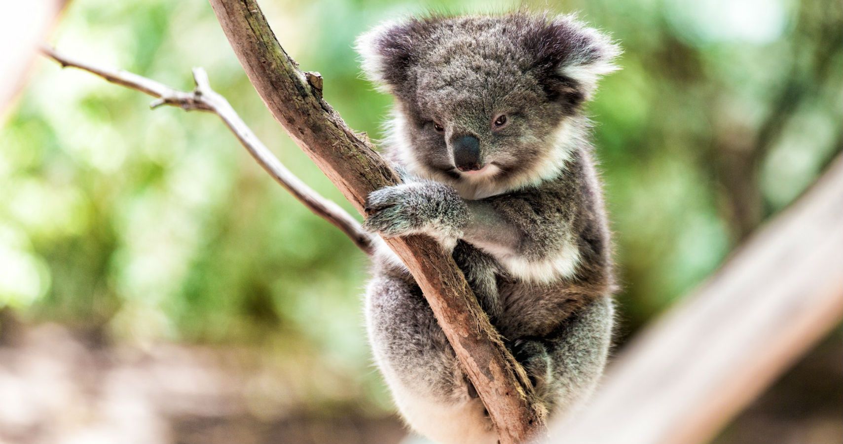 Koalas Have Been Labeled As Being "Functionally Extinct"